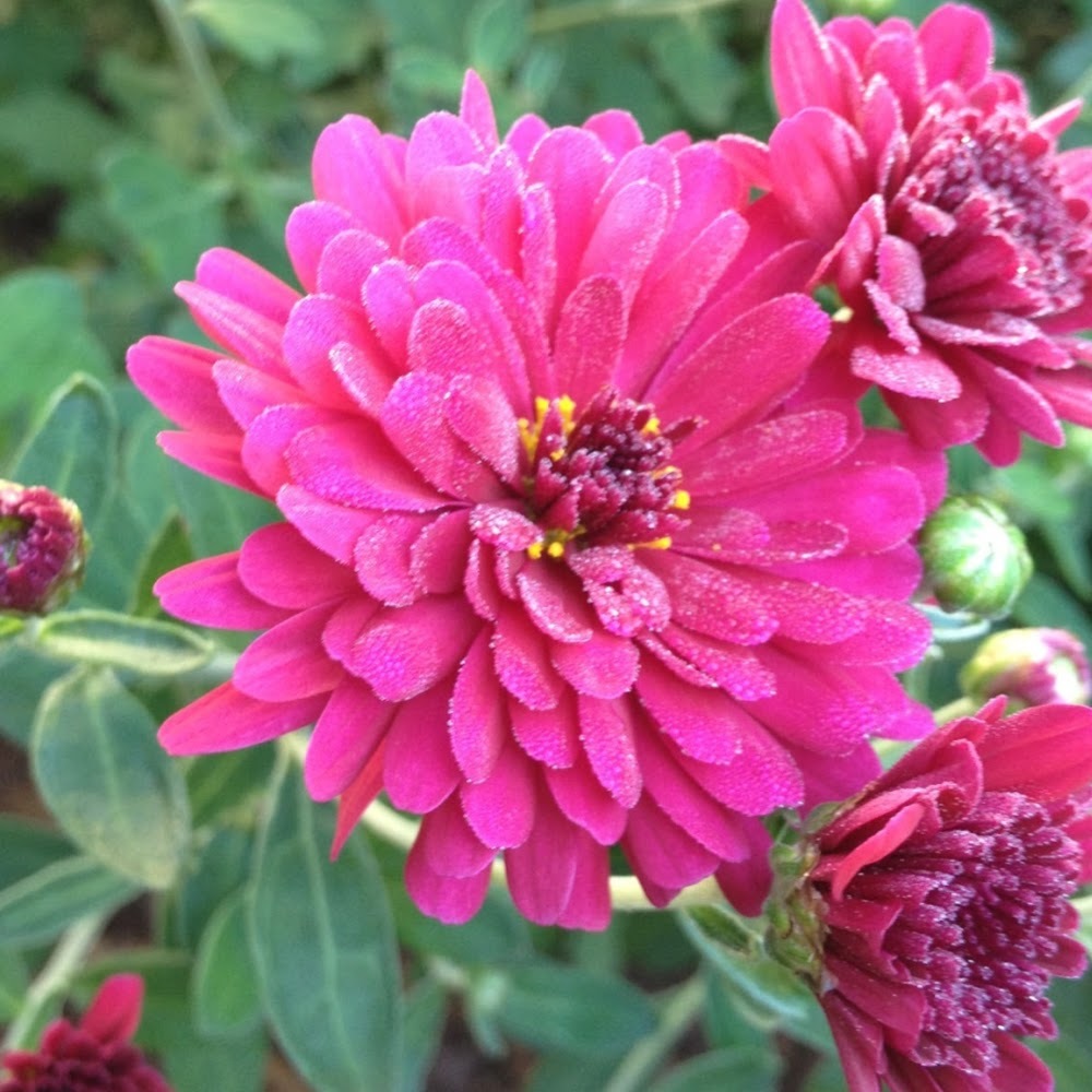 Meet your Posher, Kelly